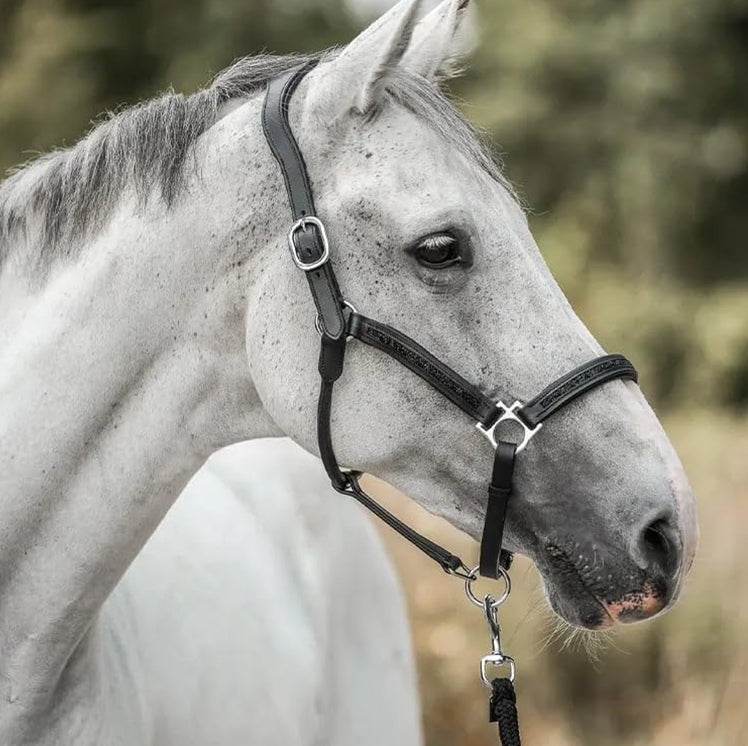 2026 Horse Advent Calendar