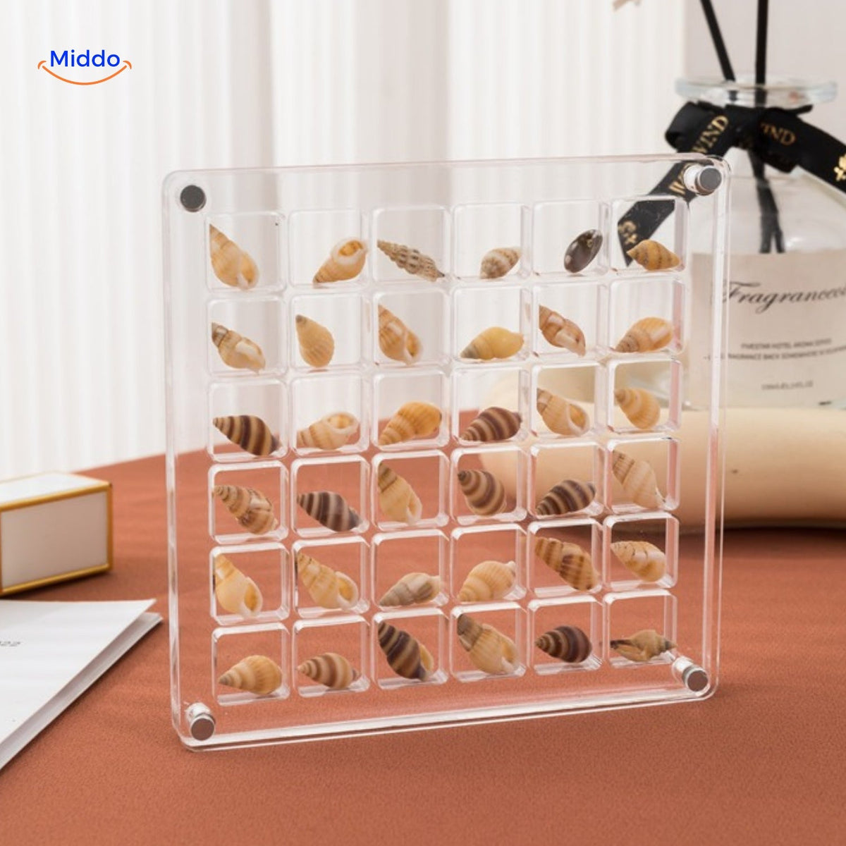 DisplayCase | The Ultimate Display Solution for Shells and More